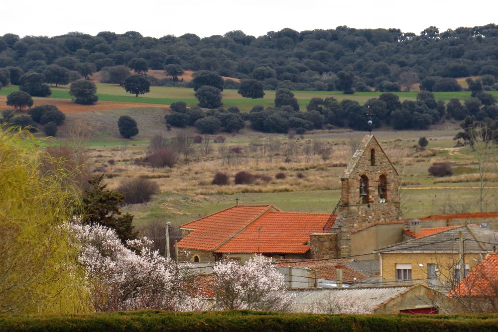 Santa Eulalia de Tábara con la espadaña de la iglesia de Santo Tomás y almendros en flor.